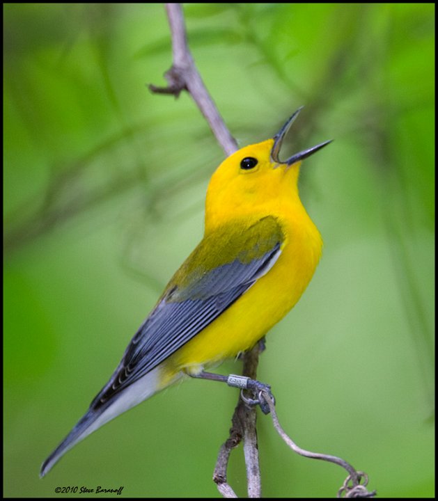 _0SB9618 prothonotary warbler.jpg